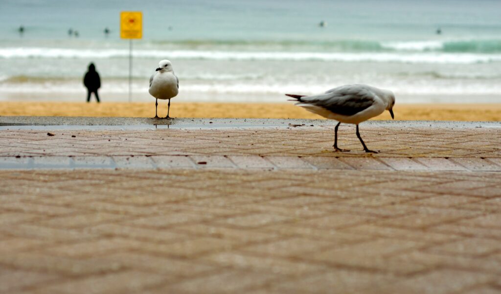 Manly Beach With Seaguls